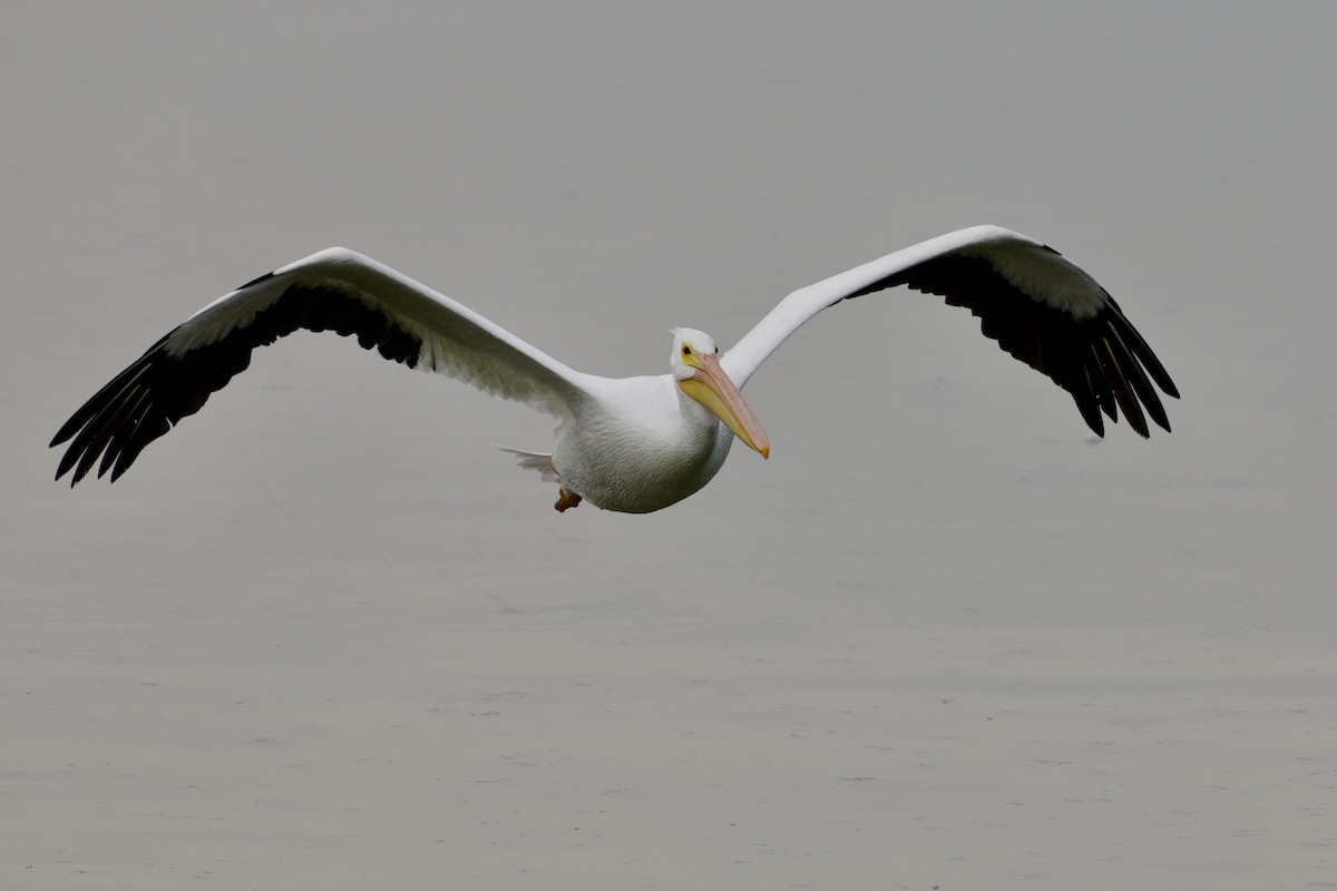 American White Pelican - ML646807938