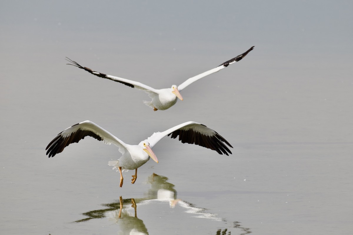 American White Pelican - ML646807940