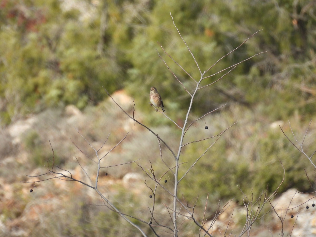 תפוחית מצויה - ML646807941