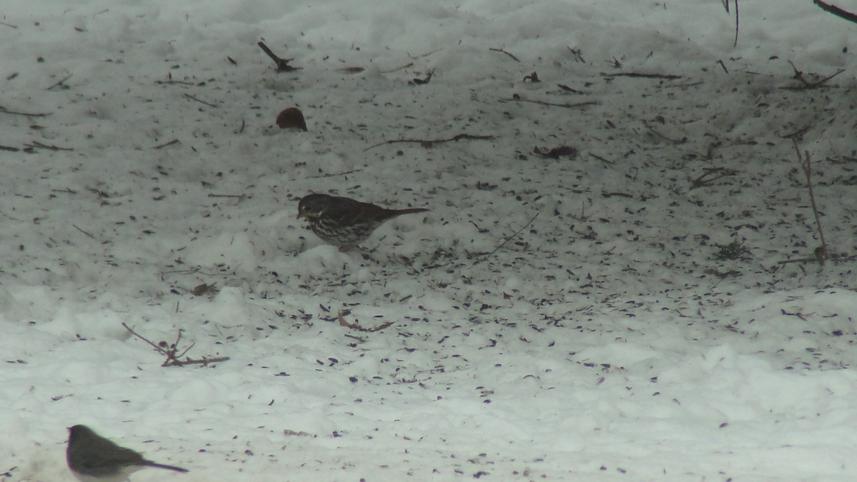 revespurv - ML646807943