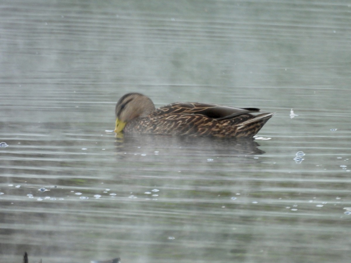 Canard du Mexique - ML646807944