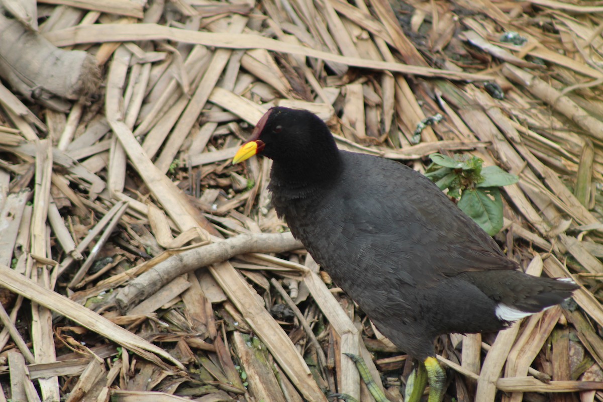 Red-fronted Coot - ML646807951