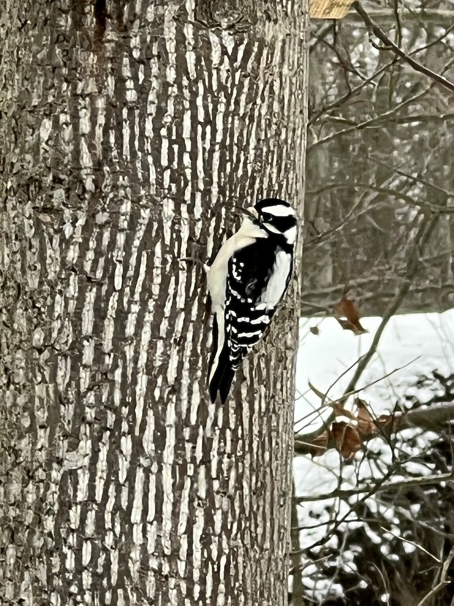 Дятел пухнастий - ML646807952