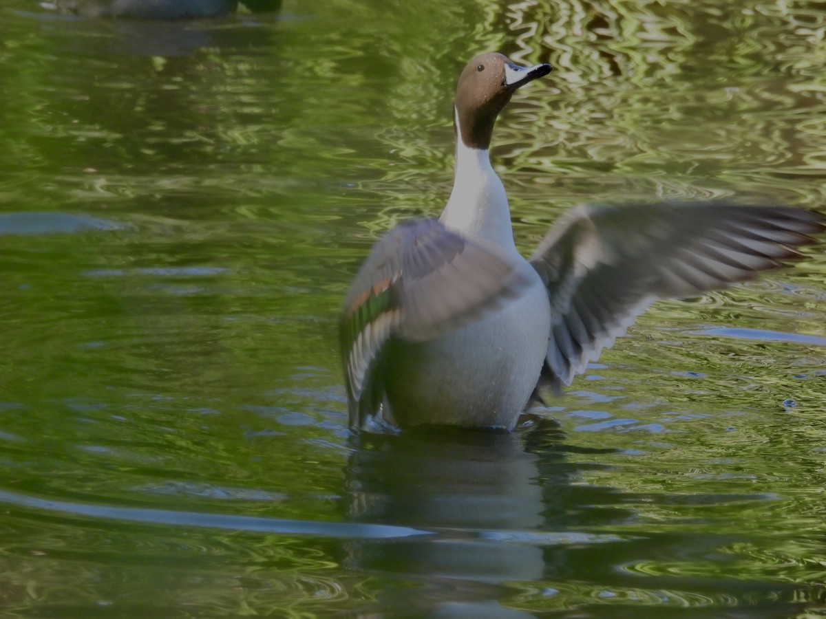 Canard pilet - ML646807954