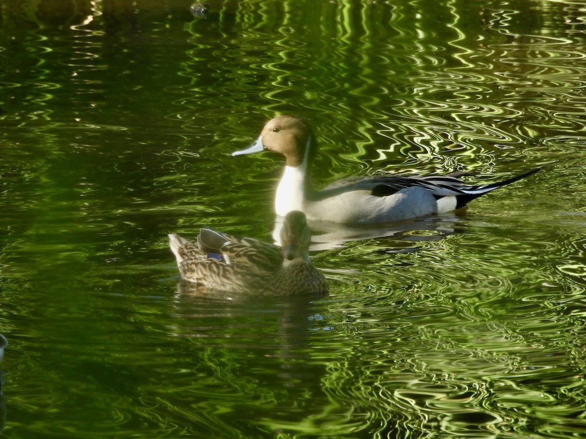 Canard pilet - ML646807955