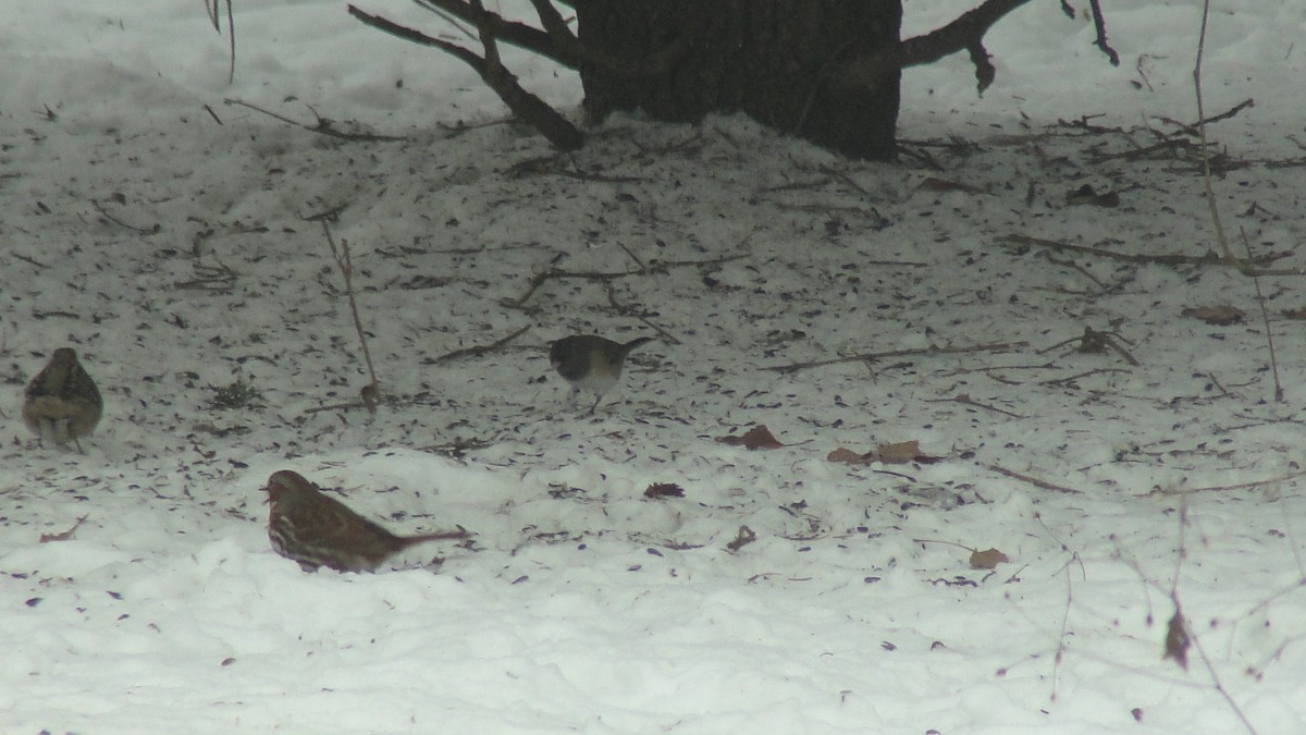 vinterjunko (oreganus gr.) - ML646807956