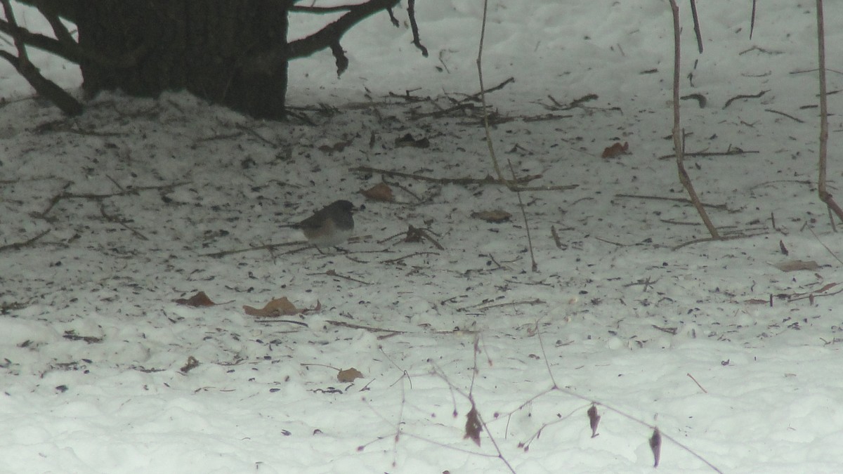 vinterjunko (oreganus gr.) - ML646807957