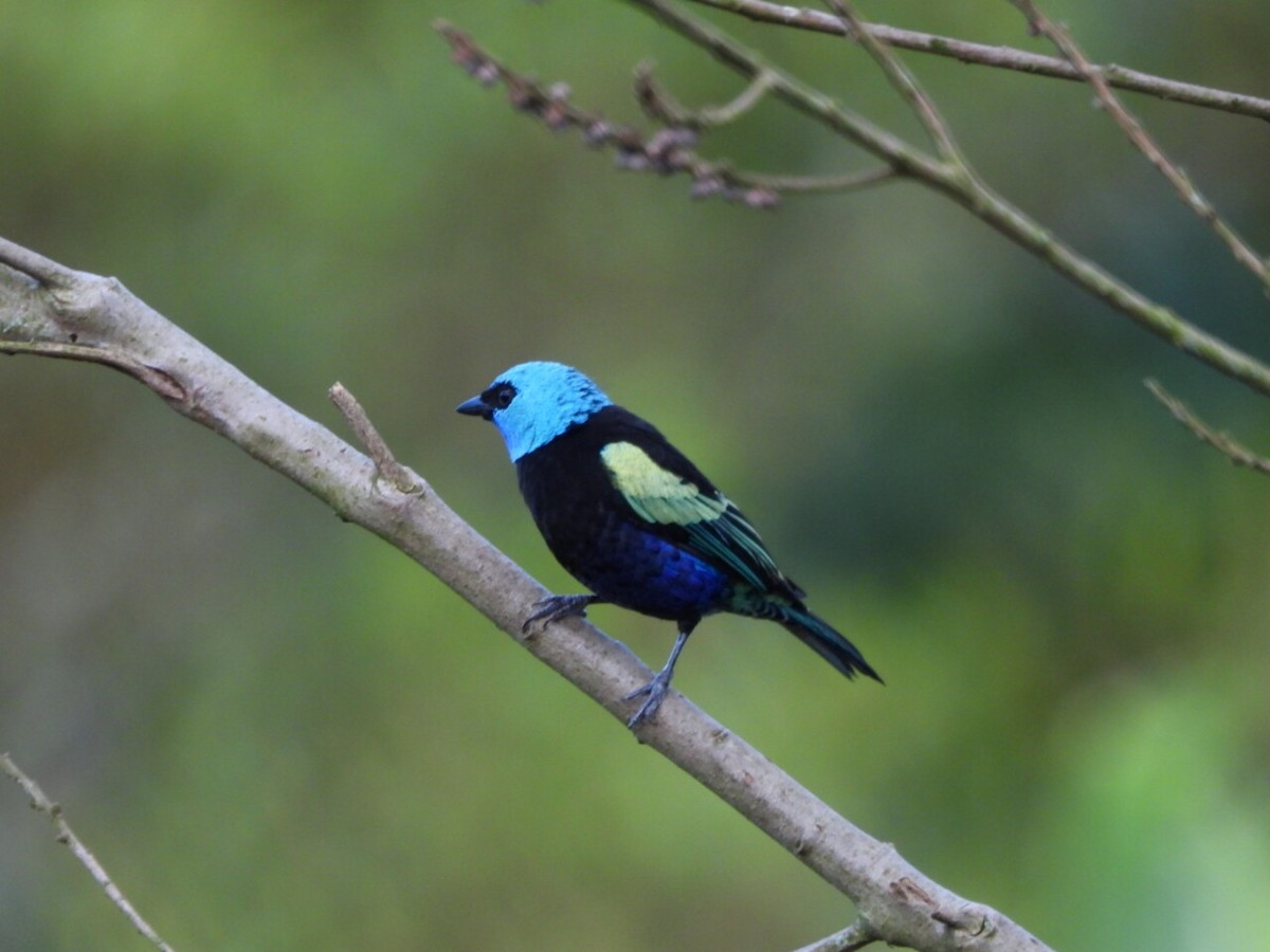 Tangara Cabeciazul - ML646807964