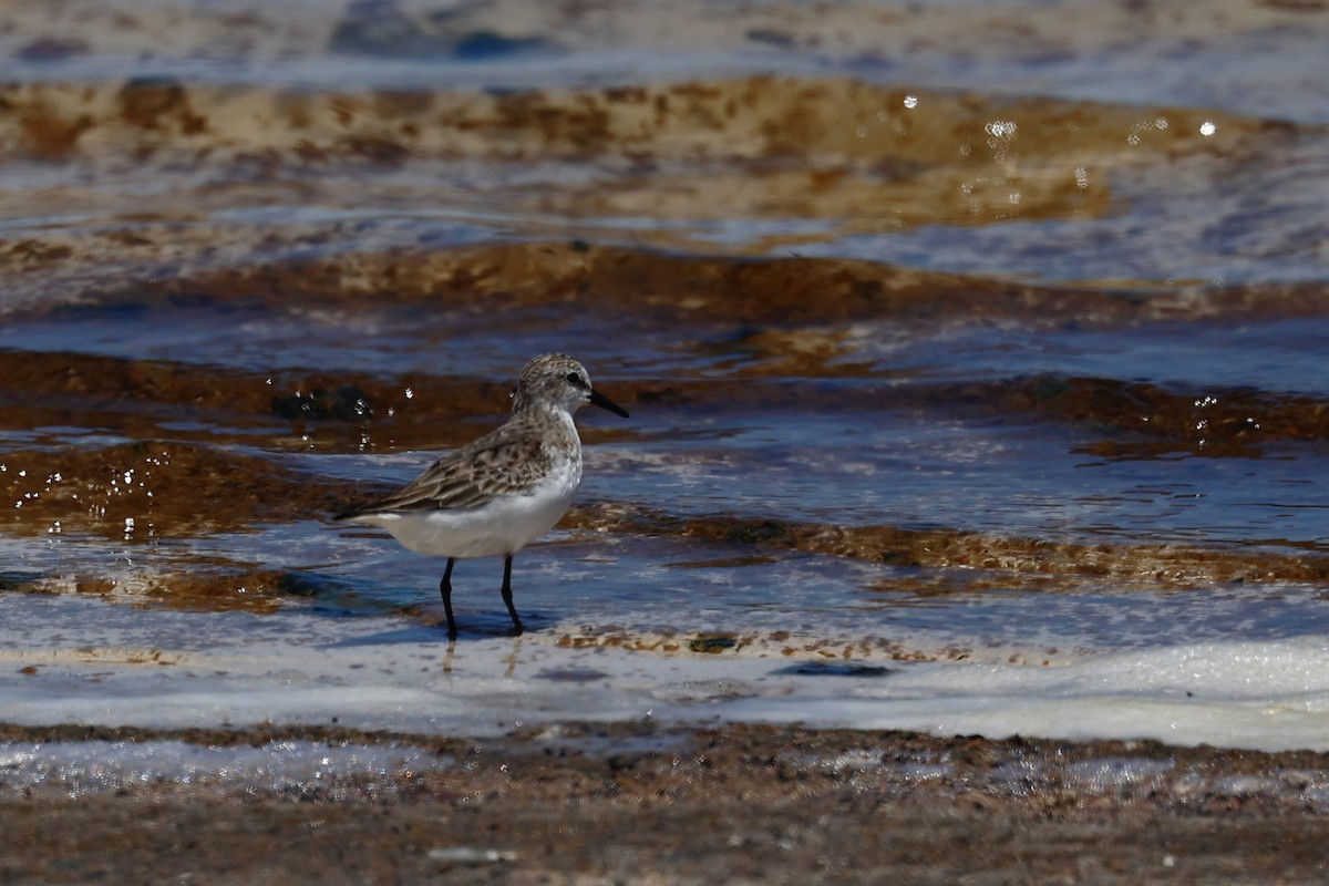 Red-necked Stint - ML646807965
