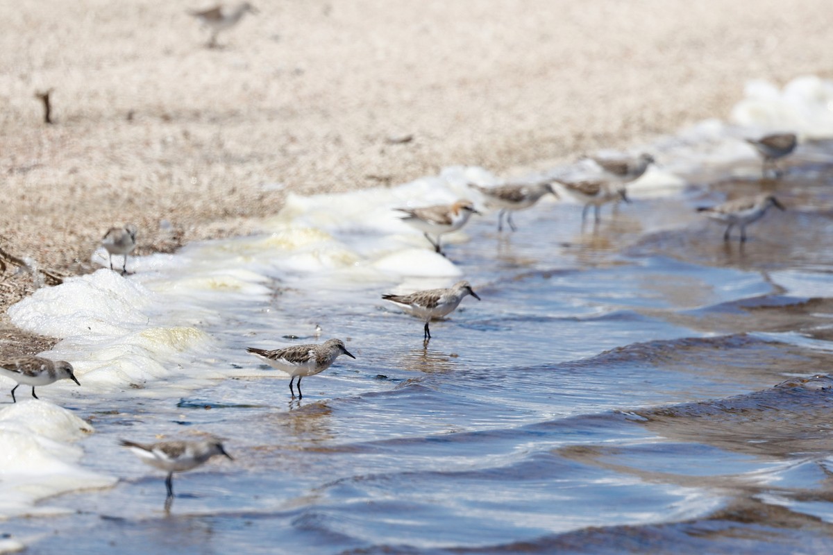 Red-necked Stint - ML646807966