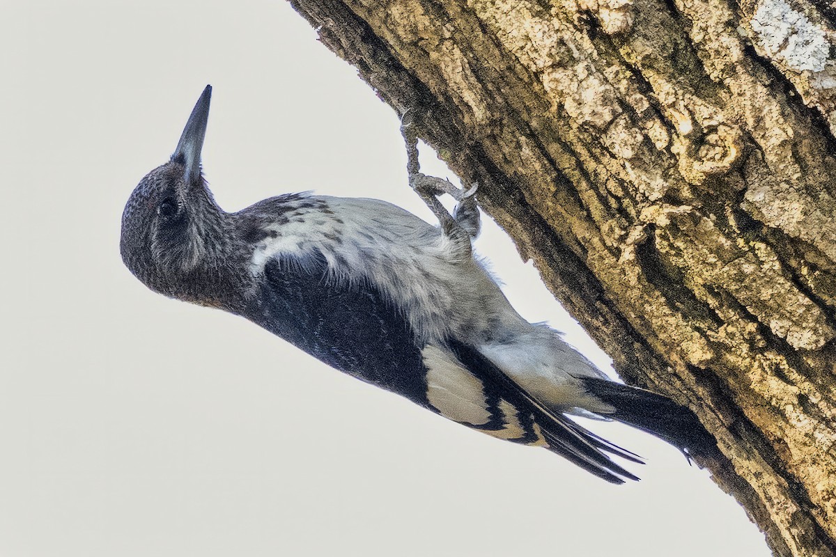 Red-headed Woodpecker - ML646807968