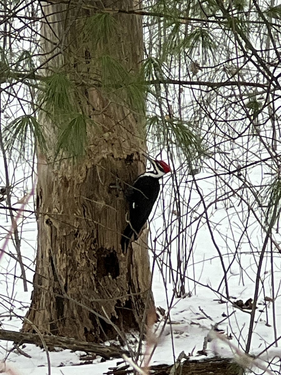 Жовна північна - ML646807970