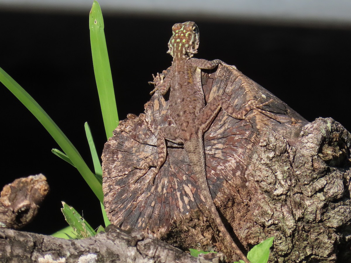 Животные - ML646807972