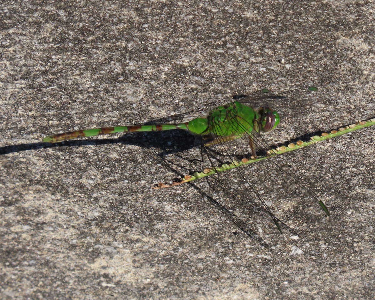 Животные - ML646807974