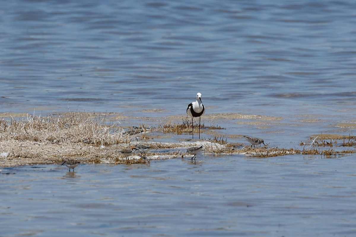 Banded Stilt - ML646807976