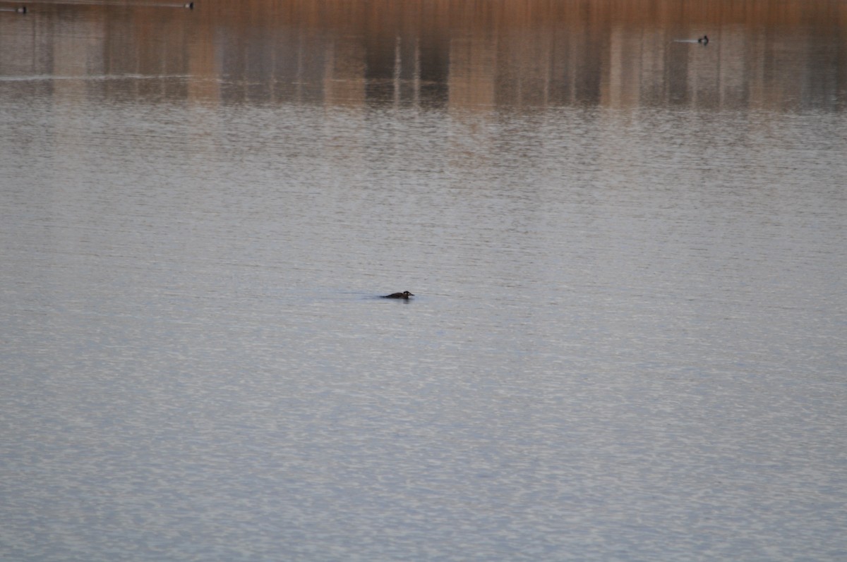 Surf Scoter - ML646807977