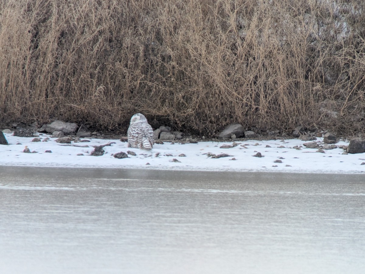 Snowy Owl - ML646807979