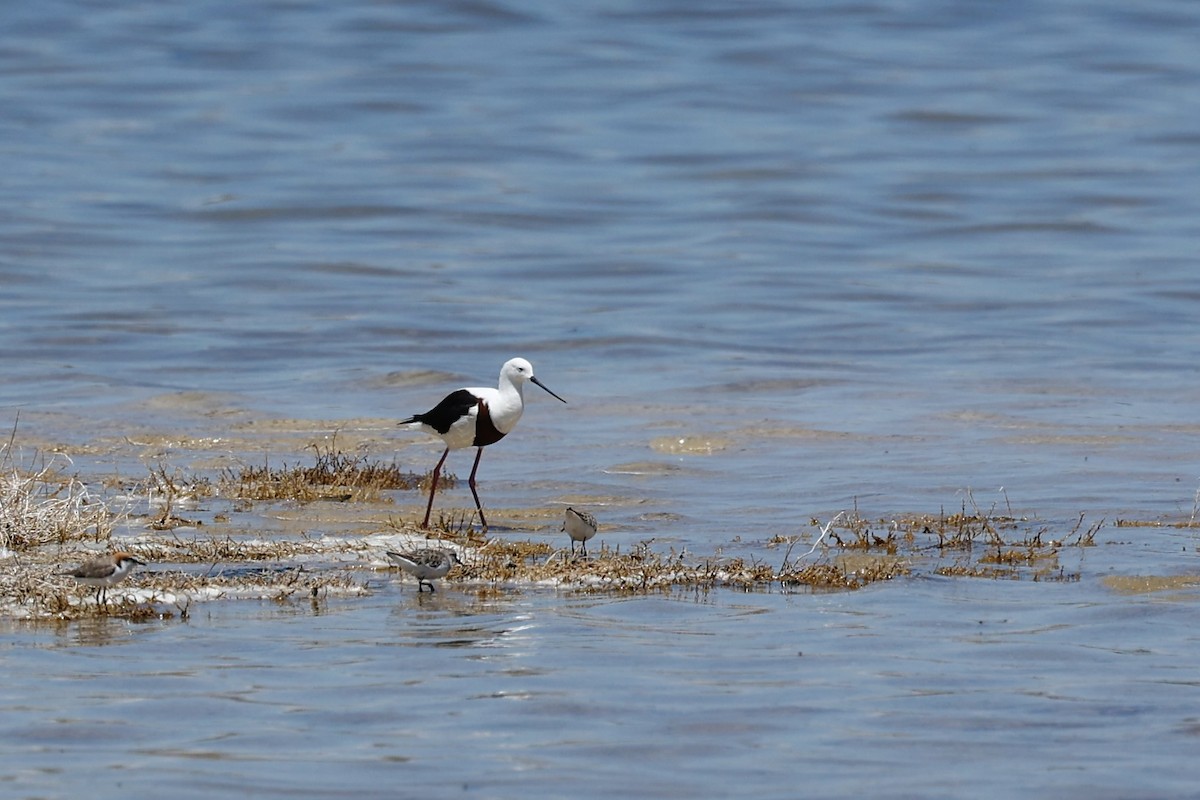 Banded Stilt - ML646807980