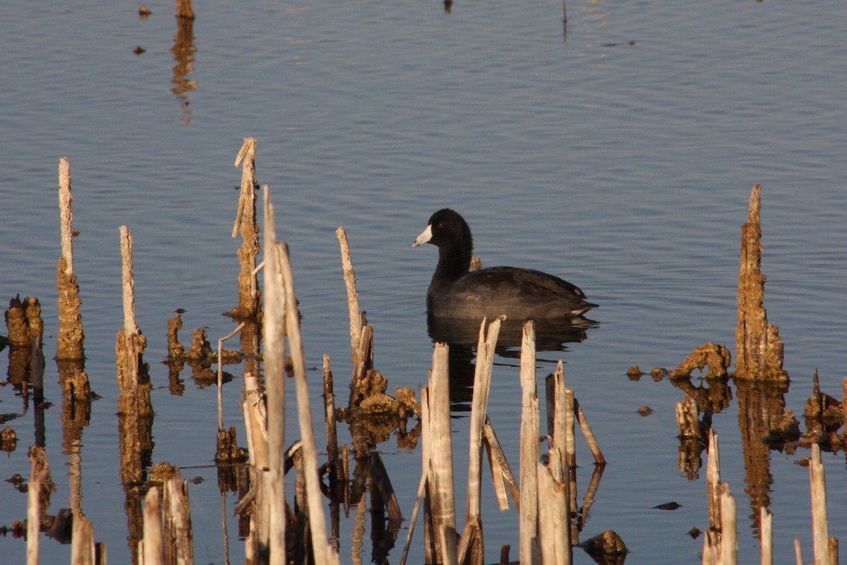 American Coot - ML646807983