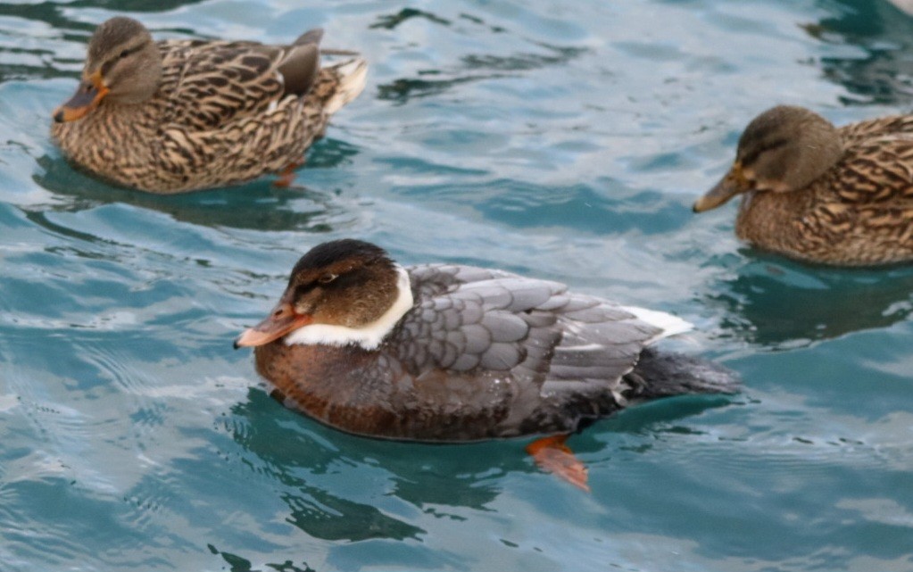 Mallard (Domestic type) - ML646807984