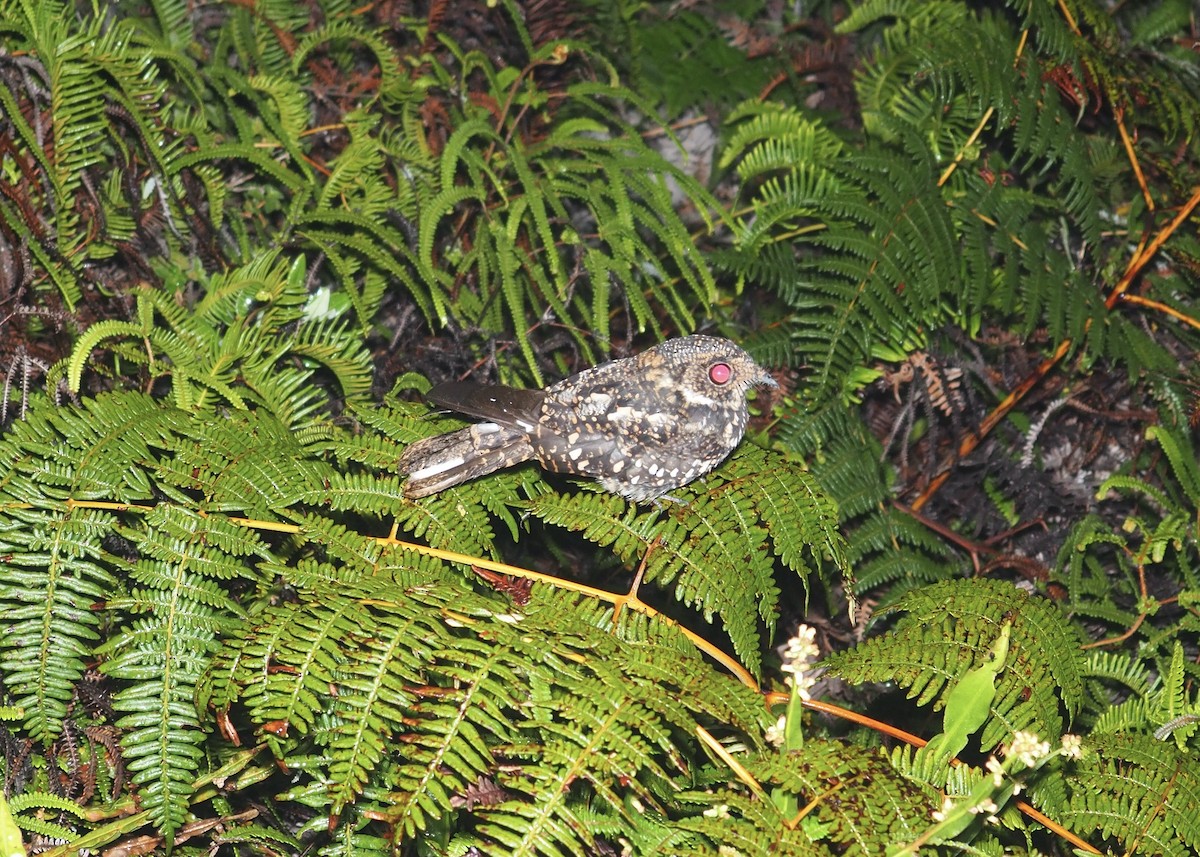 Chotacabras Ñañarca Grande - ML646807985