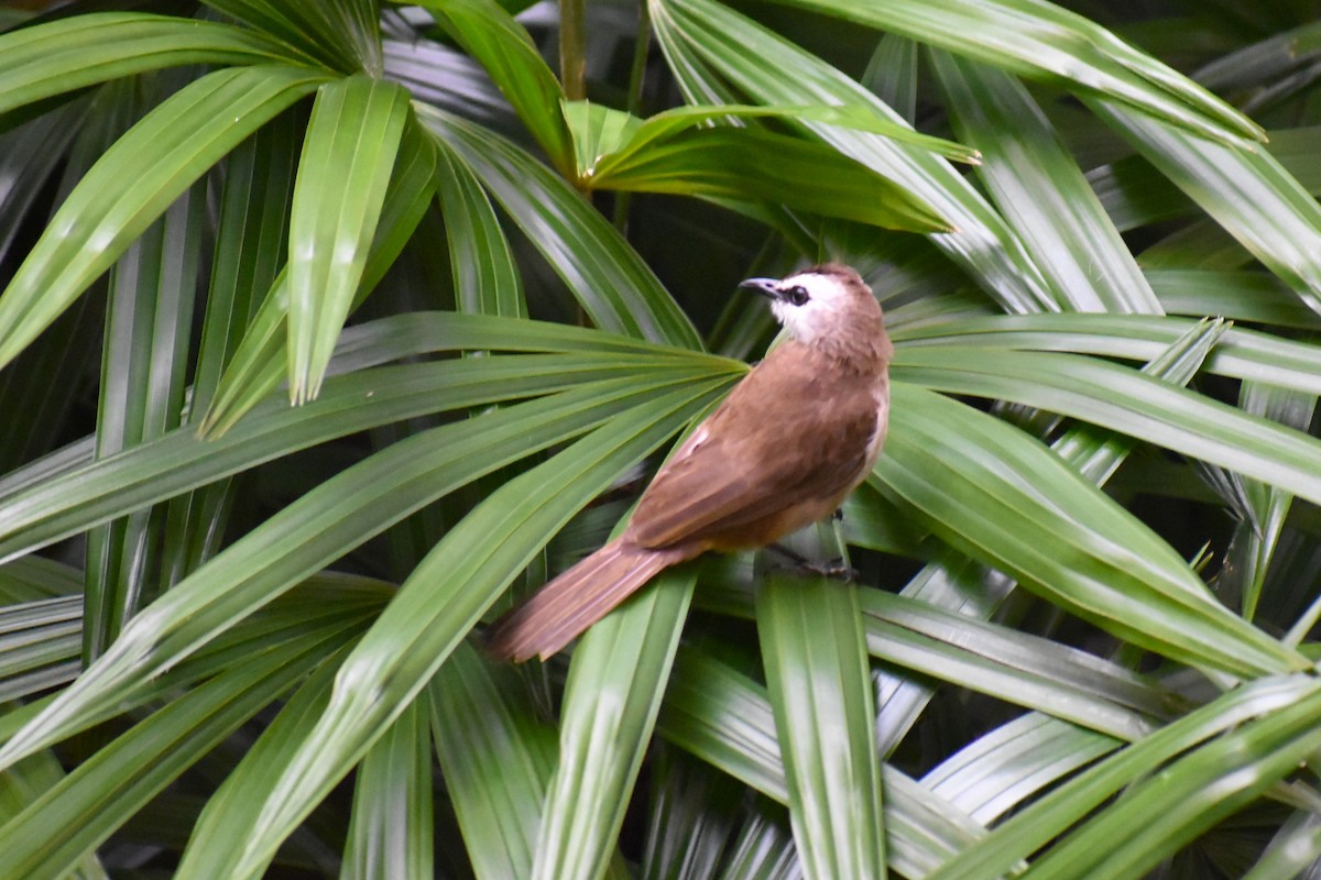 gulgumpbylbyl - ML646807987