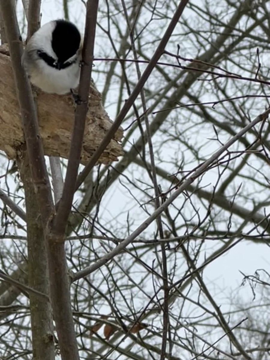 Гаїчка світлокрила - ML646807988