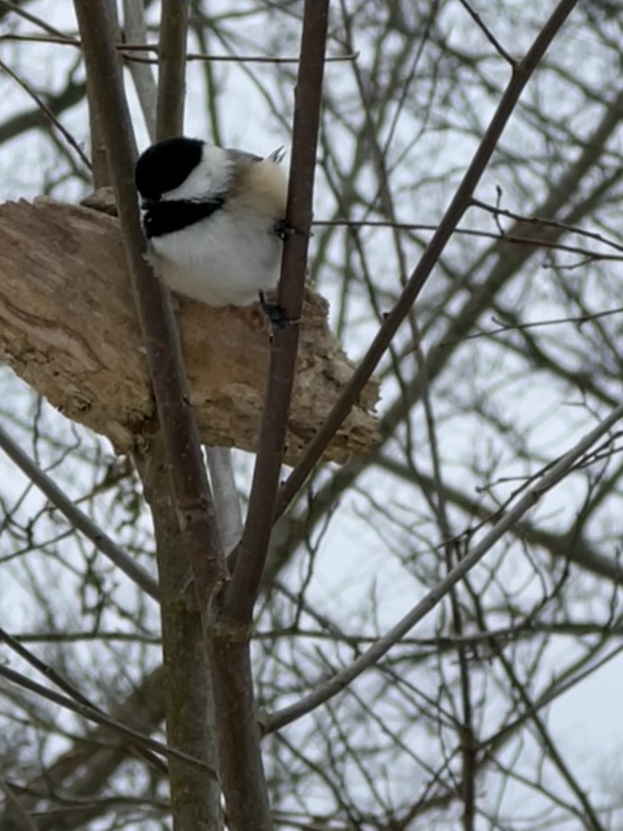 Гаїчка світлокрила - ML646807989