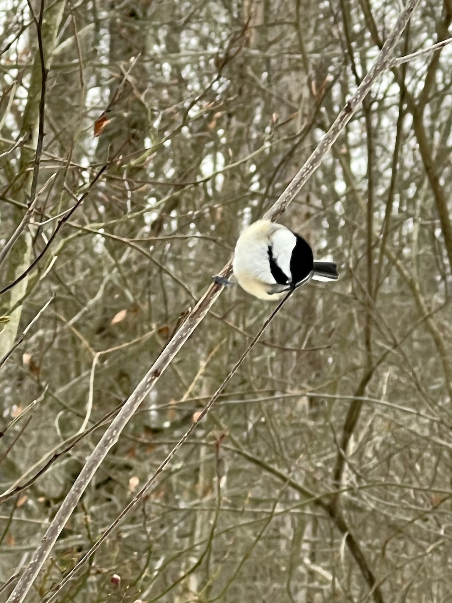 Гаїчка світлокрила - ML646807990