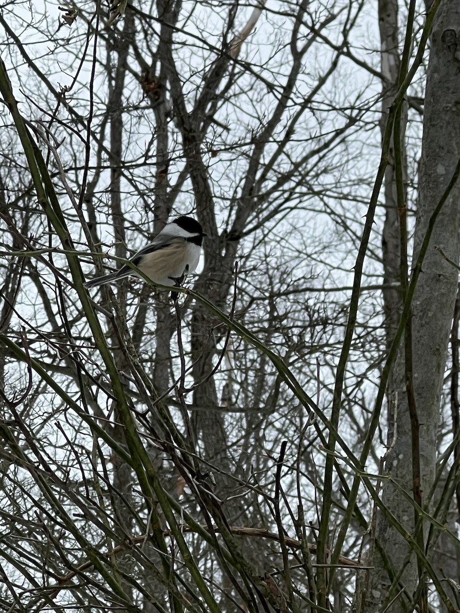 Гаїчка світлокрила - ML646807991