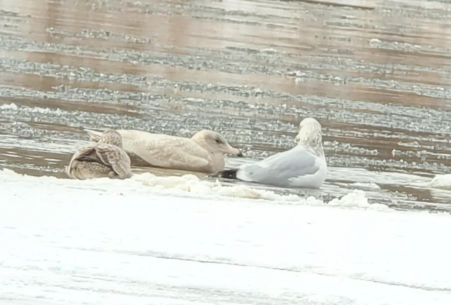 Бургомистр - ML646807992