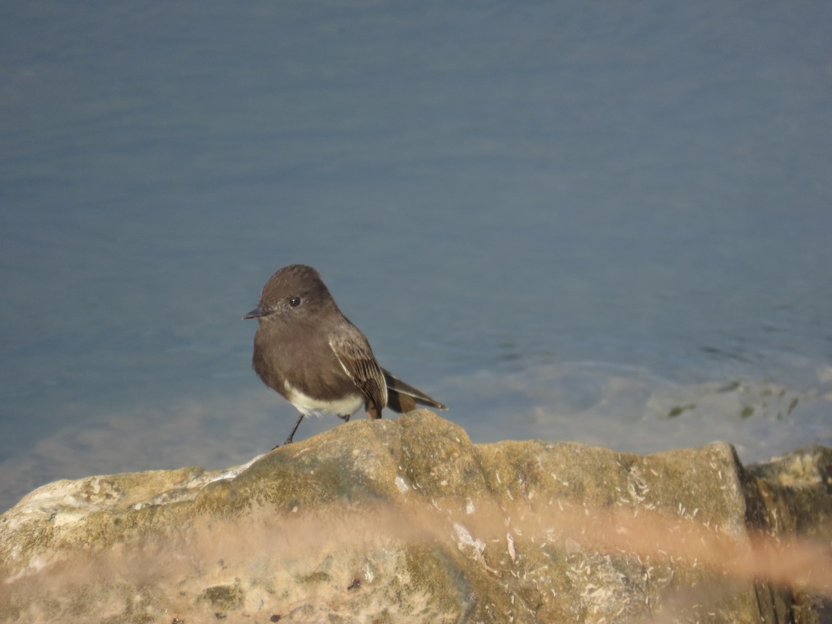 Black Phoebe - ML646807993