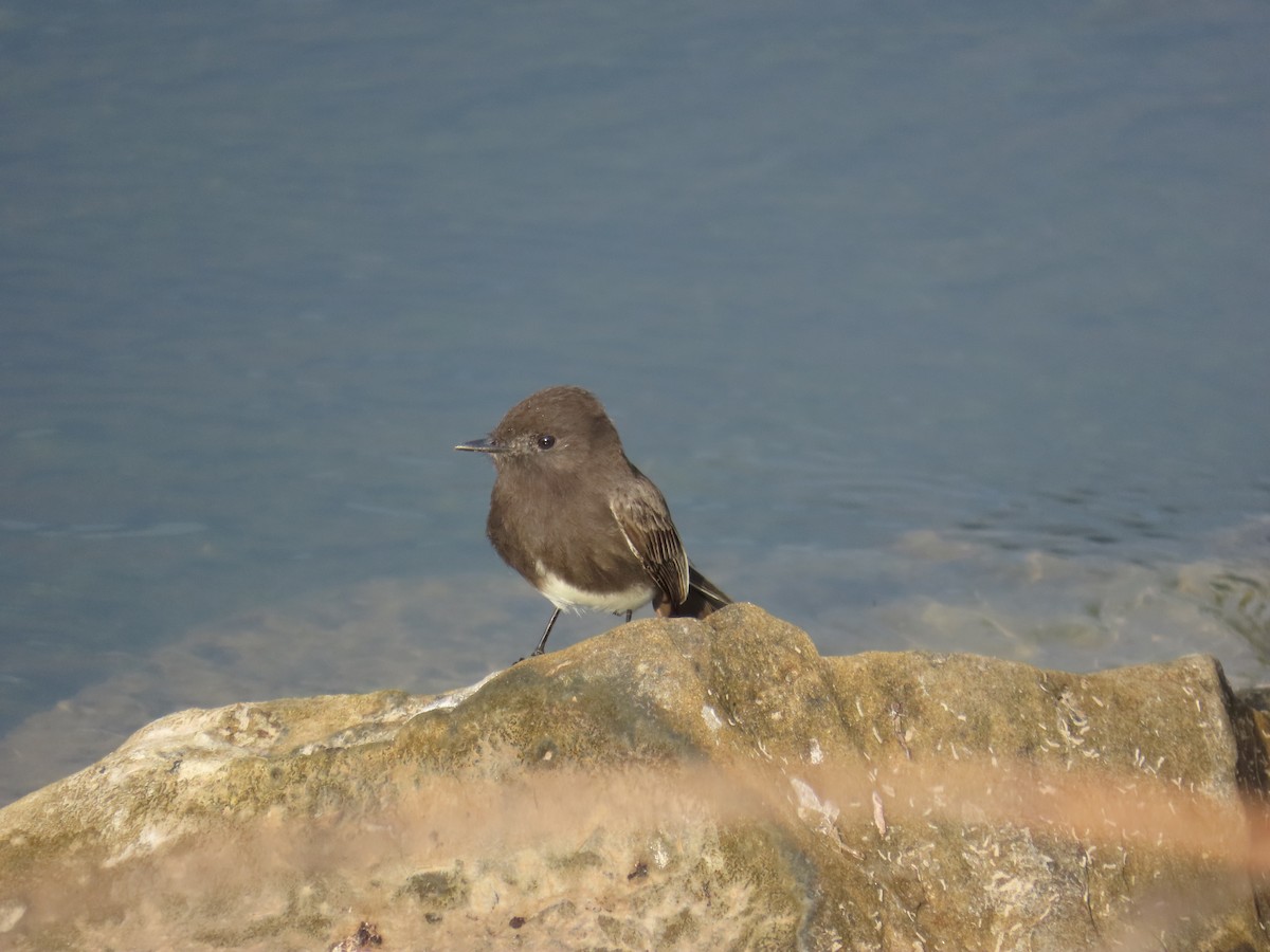 Black Phoebe - ML646807994