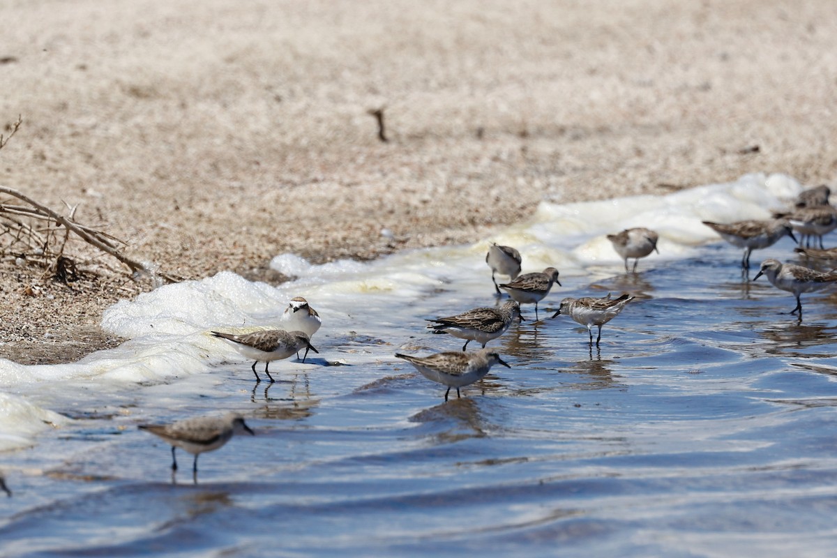 Red-capped Plover - ML646807995