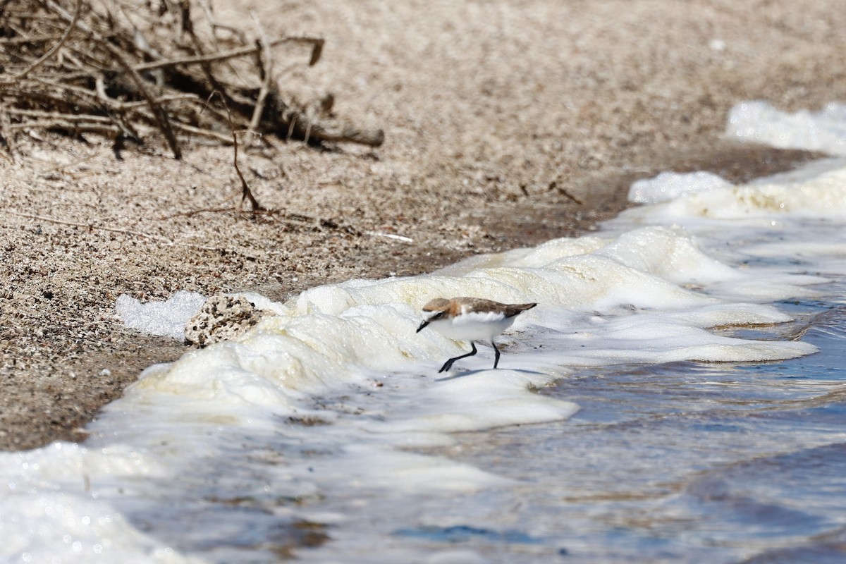 Red-capped Plover - ML646807996