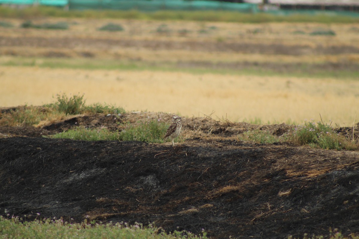 Burrowing Owl - ML646807997