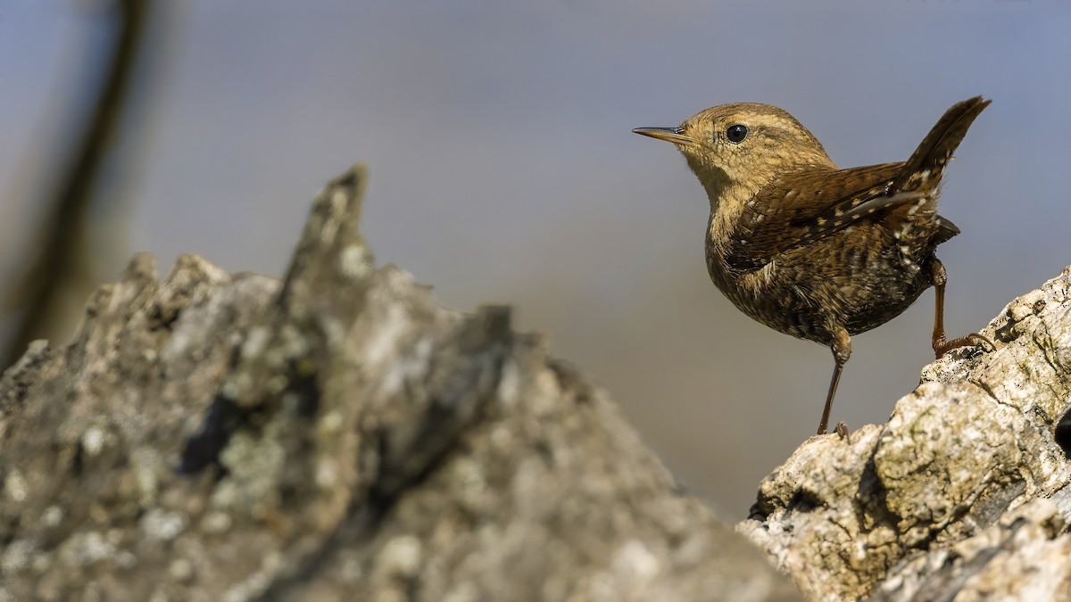 Chochín Hiemal - ML646807998