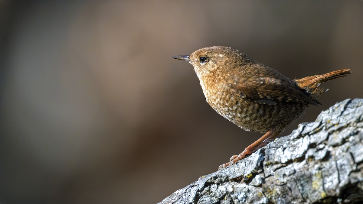 Chochín Hiemal - ML646807999