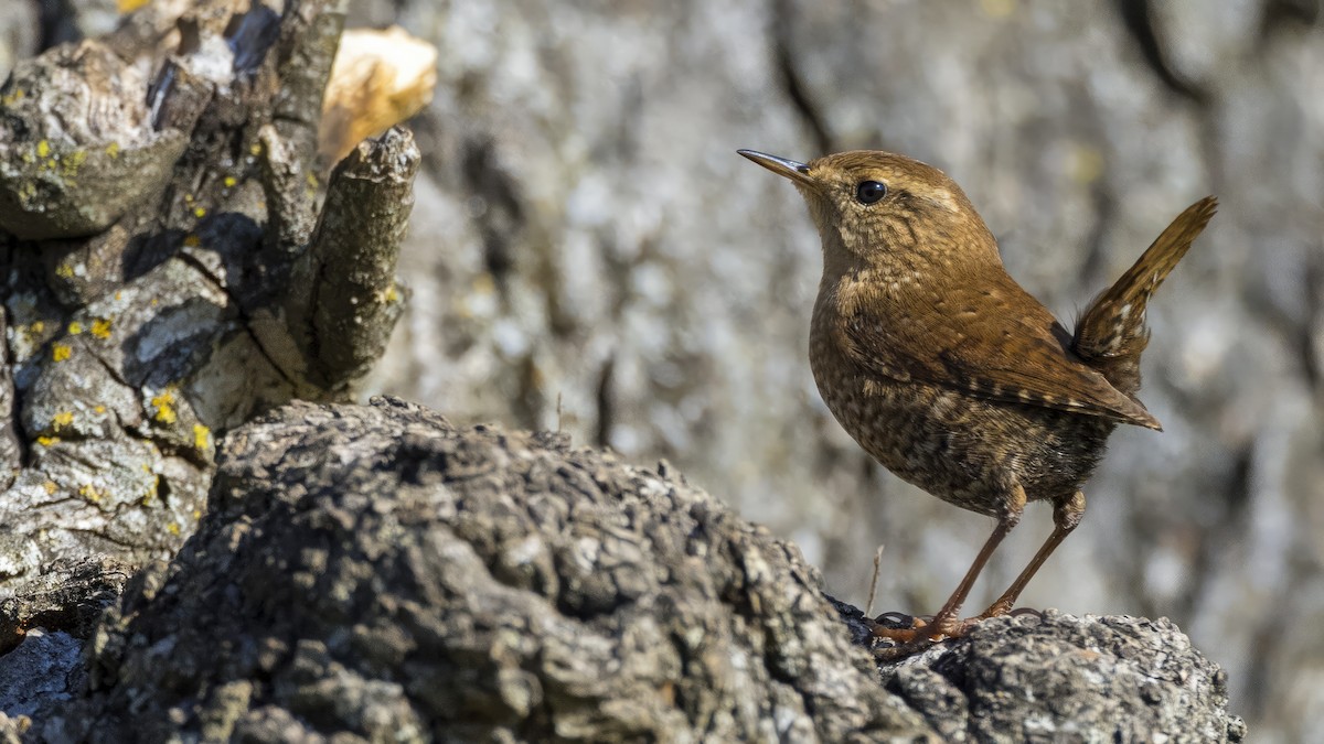 Chochín Hiemal - ML646808000