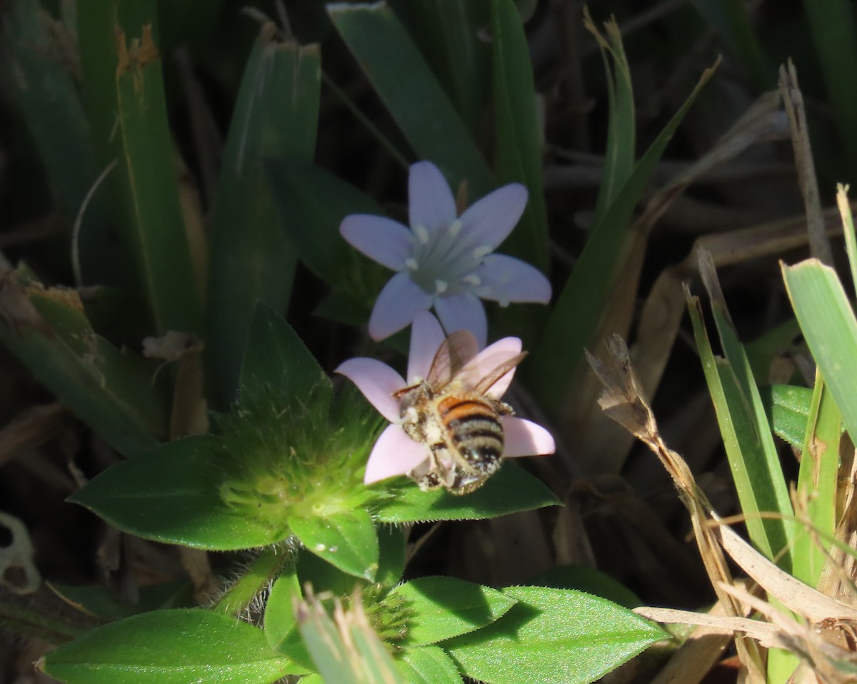 Животные - ML646808001