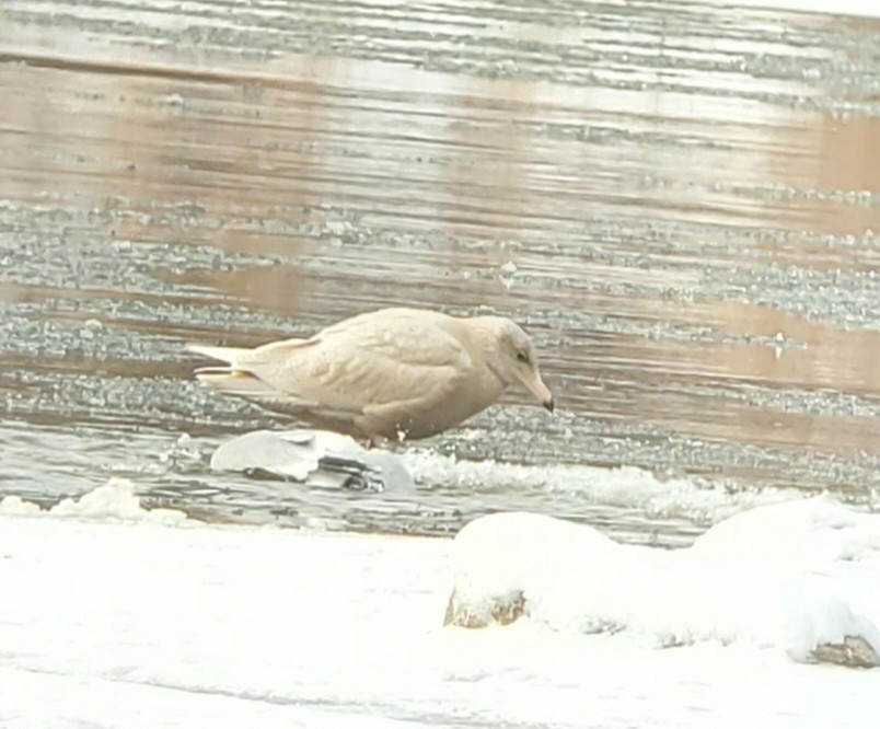 Бургомистр - ML646808002