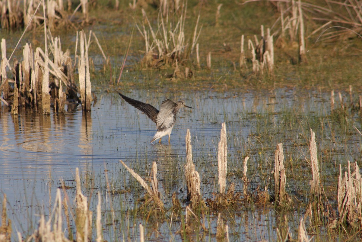 Greater Yellowlegs - ML646808003