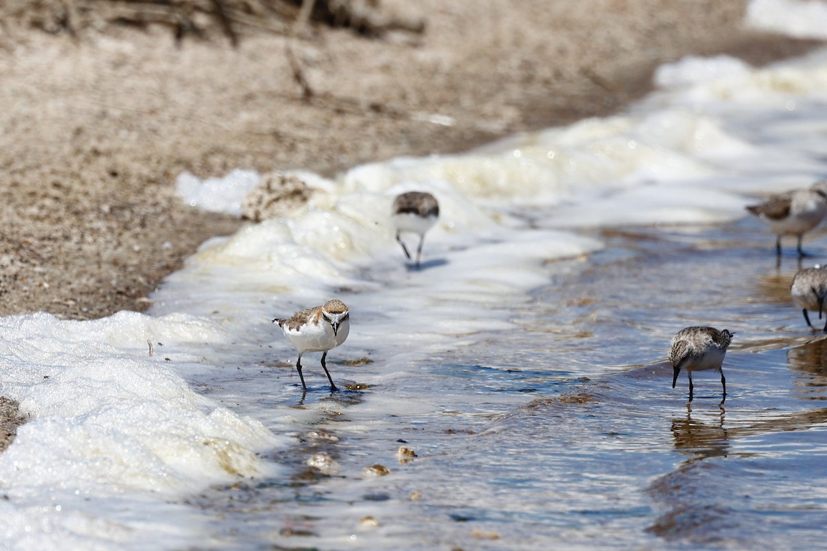 Red-capped Plover - ML646808004