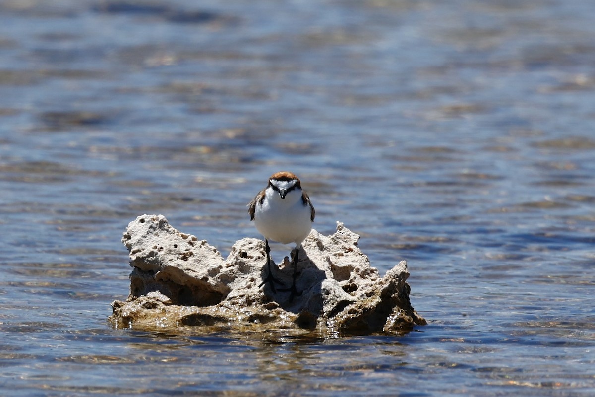 Red-capped Plover - ML646808005