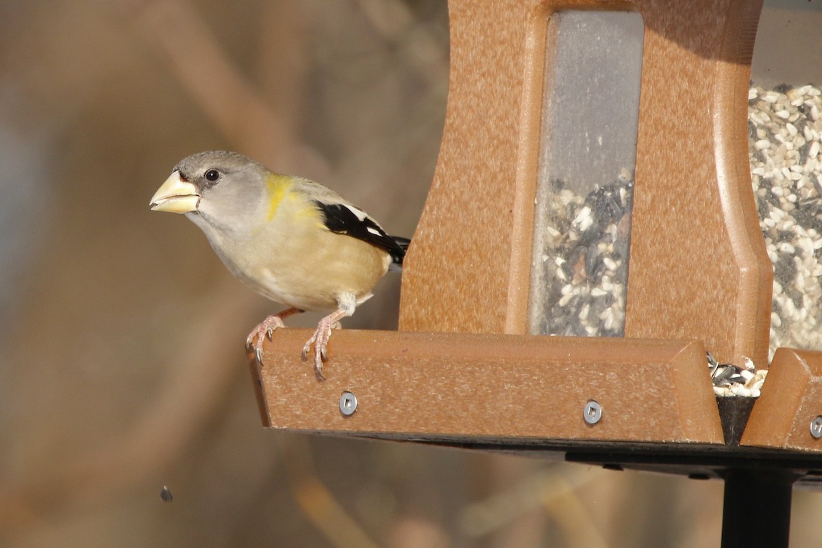 Evening Grosbeak - ML646808006