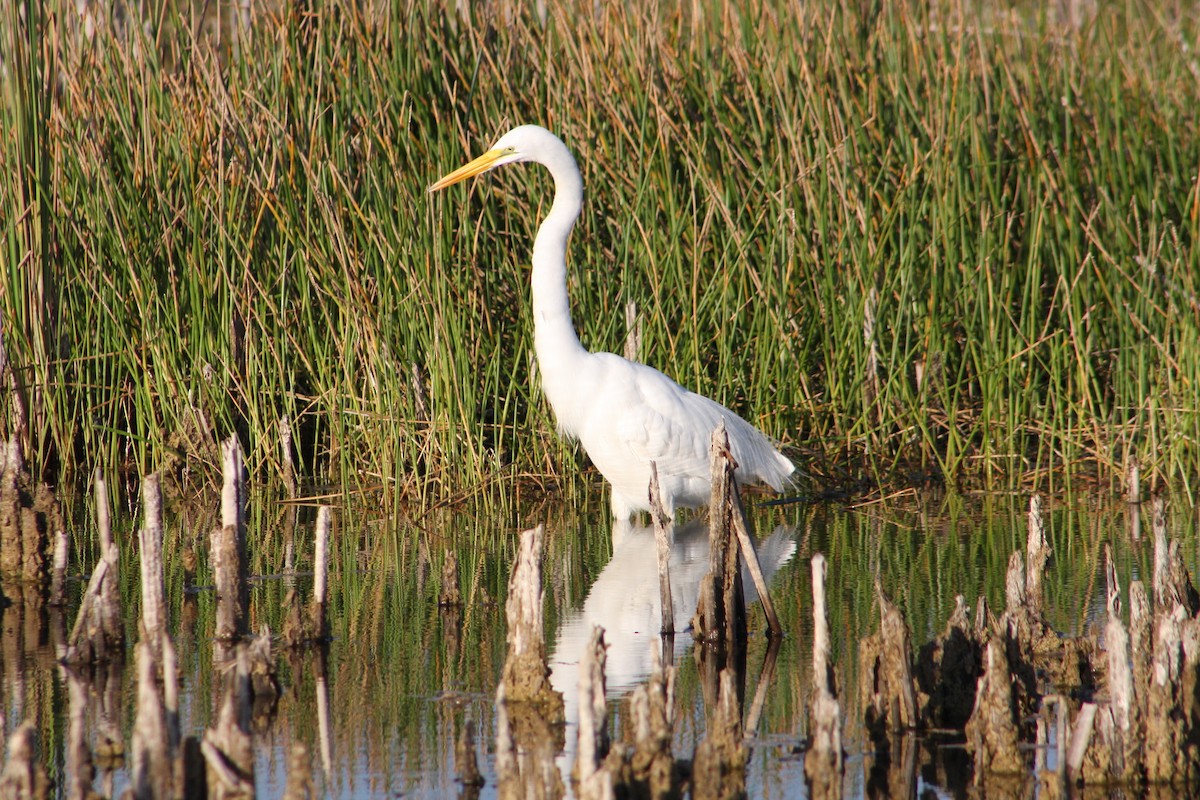 Great Egret - ML646808007