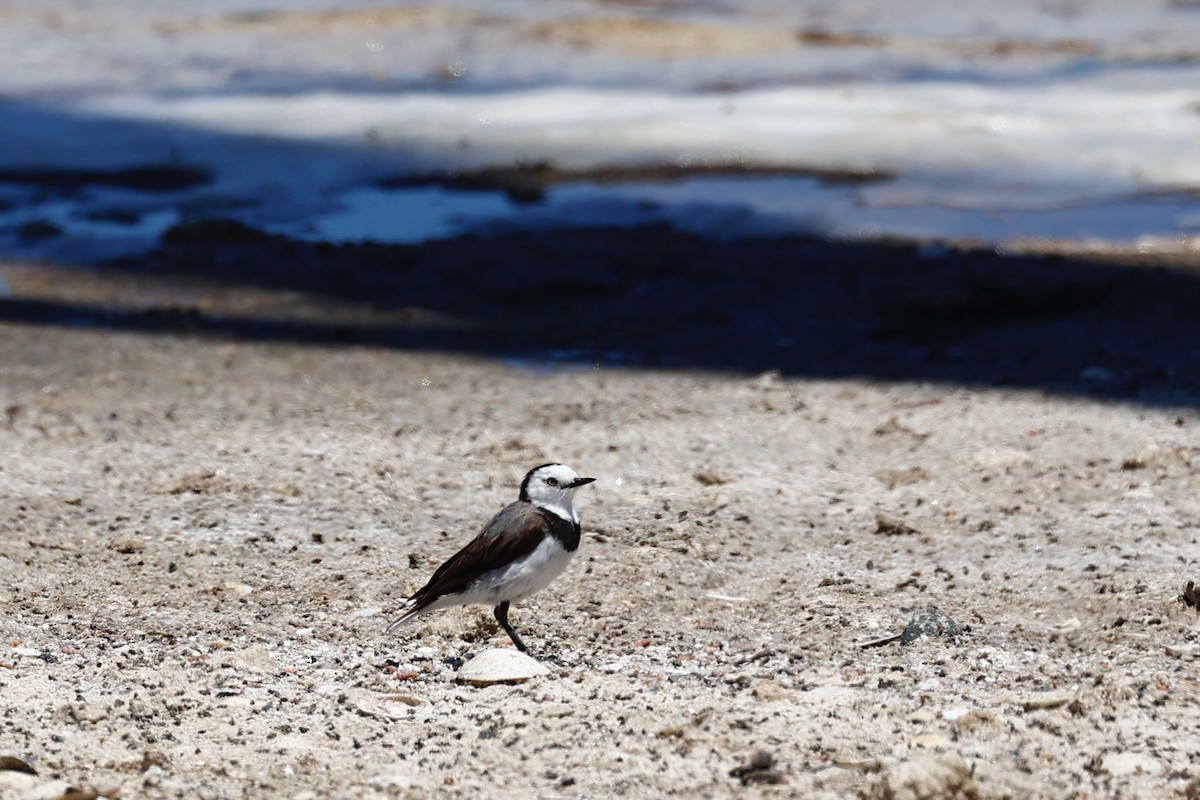 Alaca Çayır Balkuşu - ML646808008