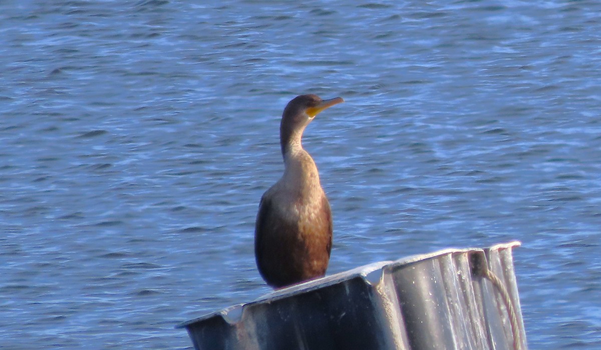 Cormoran à aigrettes - ML646808009