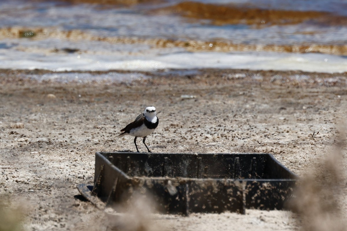 Alaca Çayır Balkuşu - ML646808010