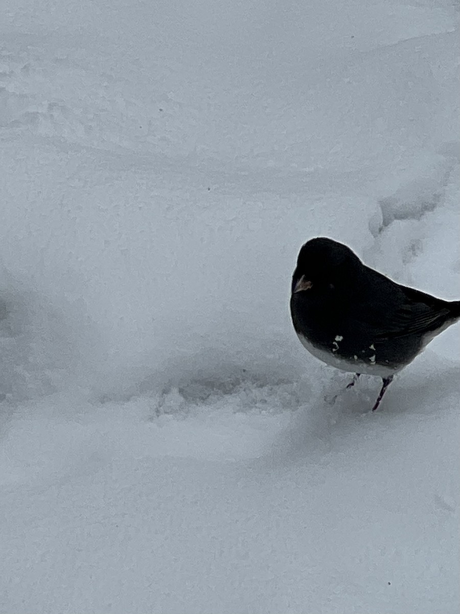 Юнко сірий - ML646808013